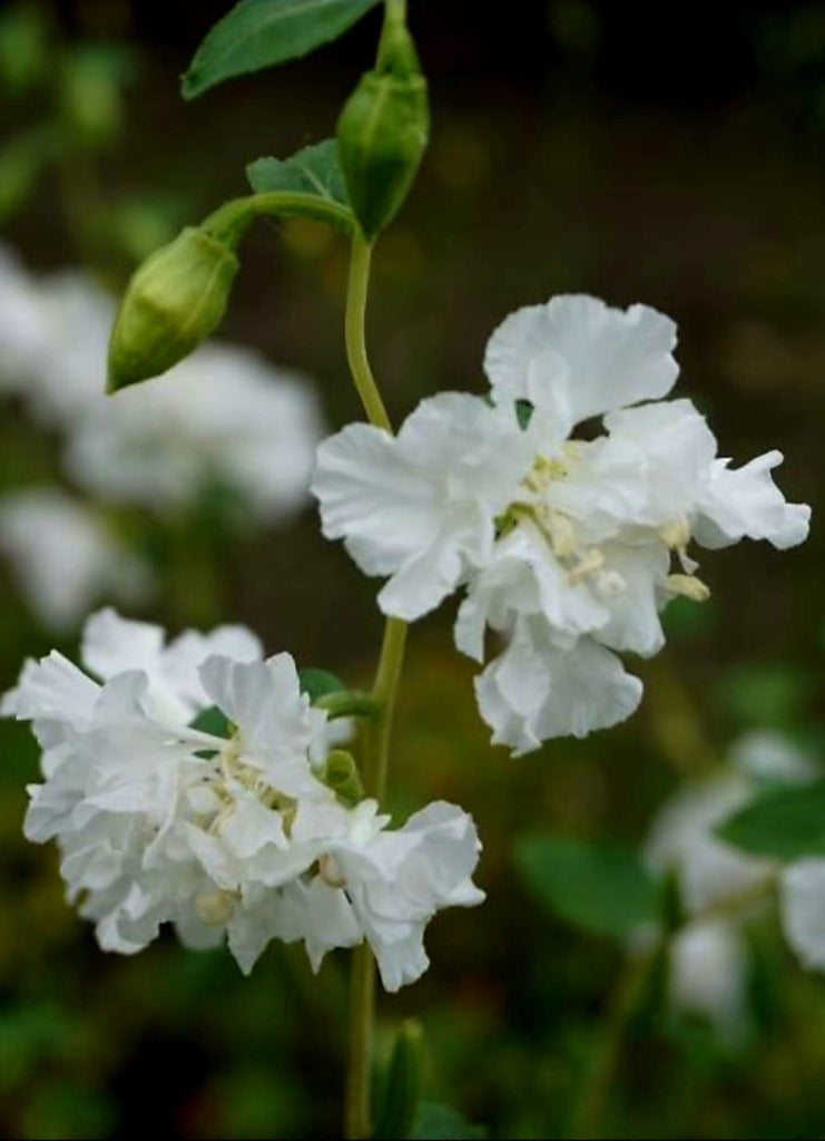 Clarkia unguiculata (Amandelroosje) - 'White Flowered'
