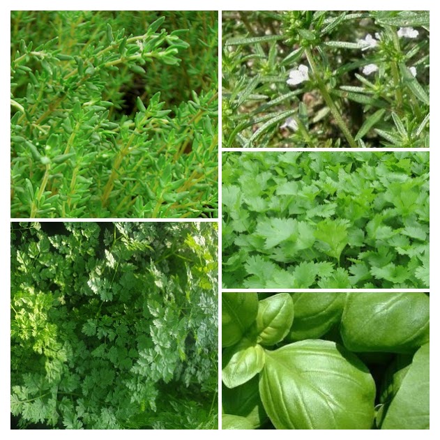 Pakket Keukenkruiden