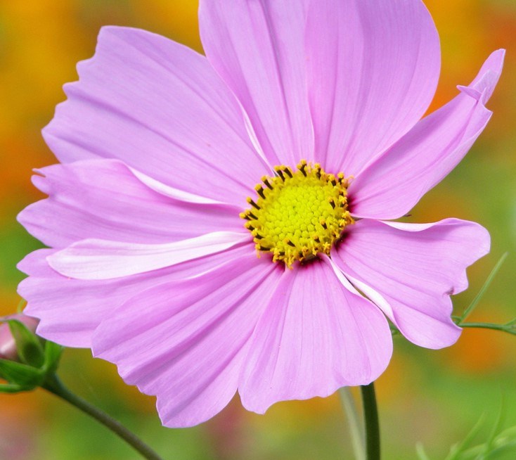 Cosmea bipinnatus 'Dwarf Sensation Pink'