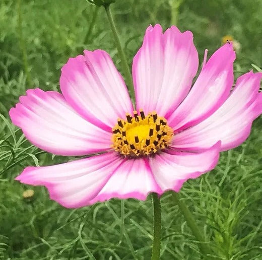 Cosmea bipinnatus - 'Cantate Rose with Eye'