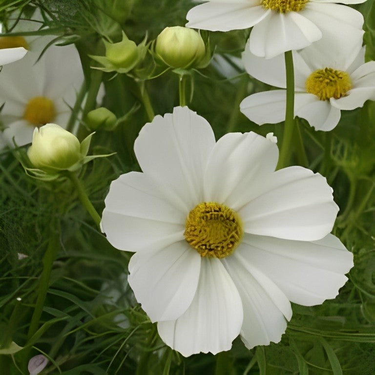 Cosmea bipinnatus - 'Sensation Purity'