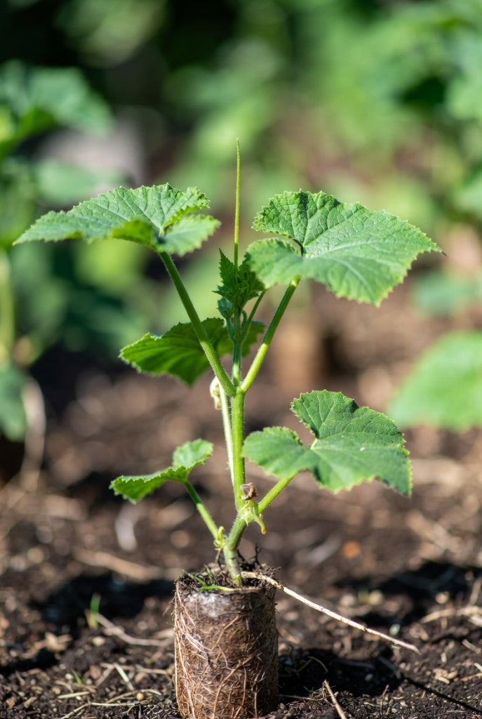 Groenteplantenpakket Snackkomkommer (Pre-order)