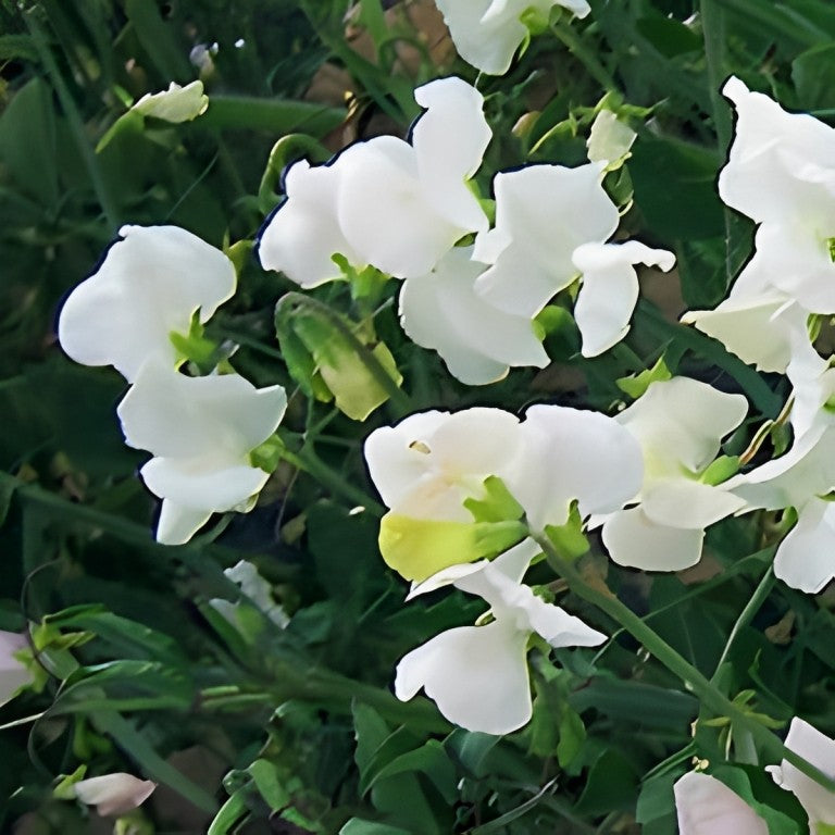 Lathyrus odoratus - 'Cuthbertson Janet'