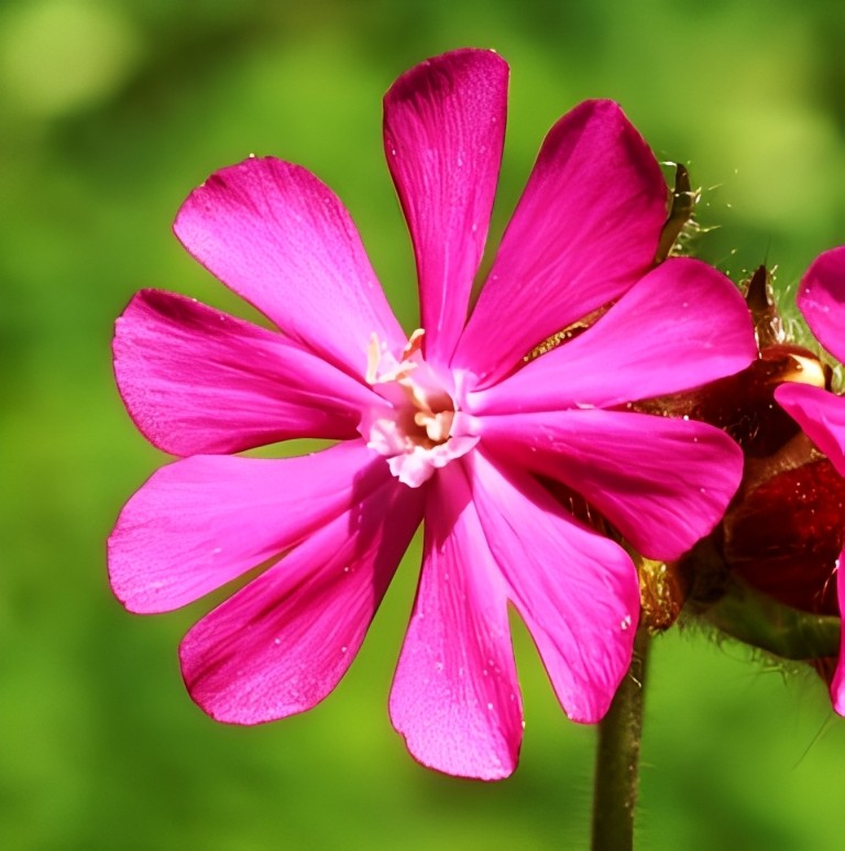 Dagkoekoeksbloem (Silene dioica)