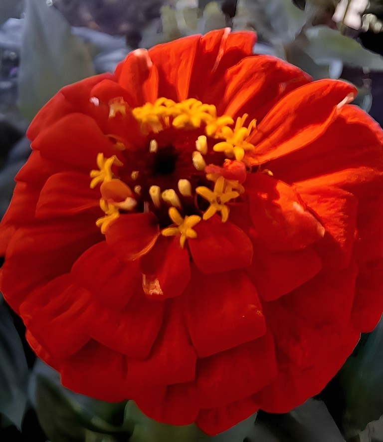 Zinnia elegans - 'Dahlia Cherry Queen'