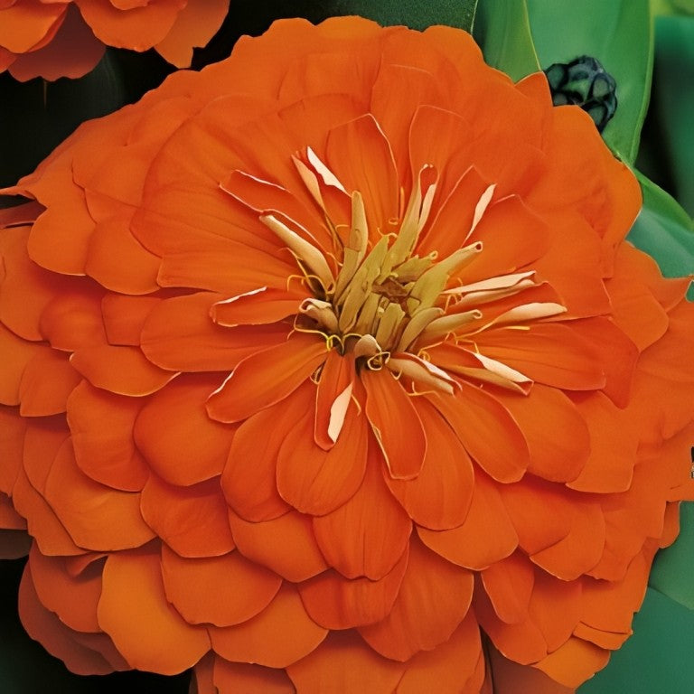 Zinnia elegans - 'Dahlia Orange King'