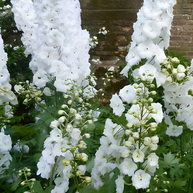 Delphinium - 'Pacific Galahad'
