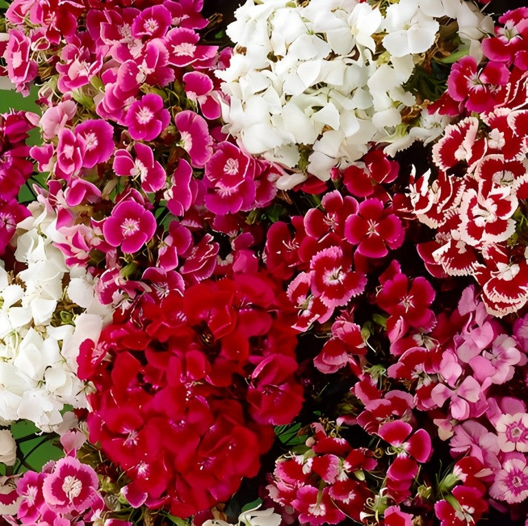 Dianthus barbatus (Duizendschoon) - 'Tall Single Mix'
