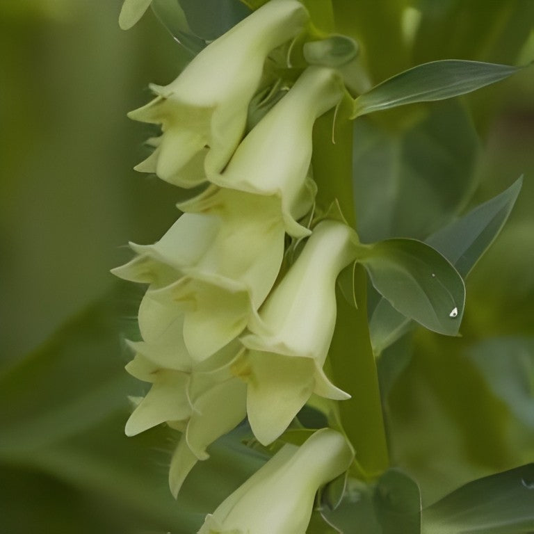 Digitalis lutea