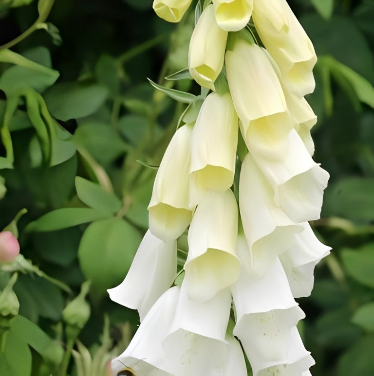 Digitalis purpurea - 'Pure White'