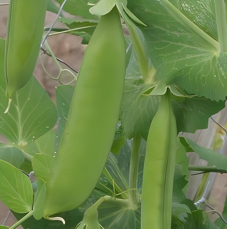 Doperwten - 'Early Onward'