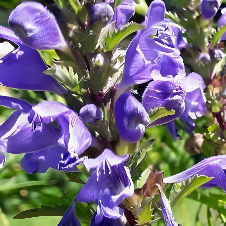 Dracocephalum moldavica (Drakenkop)