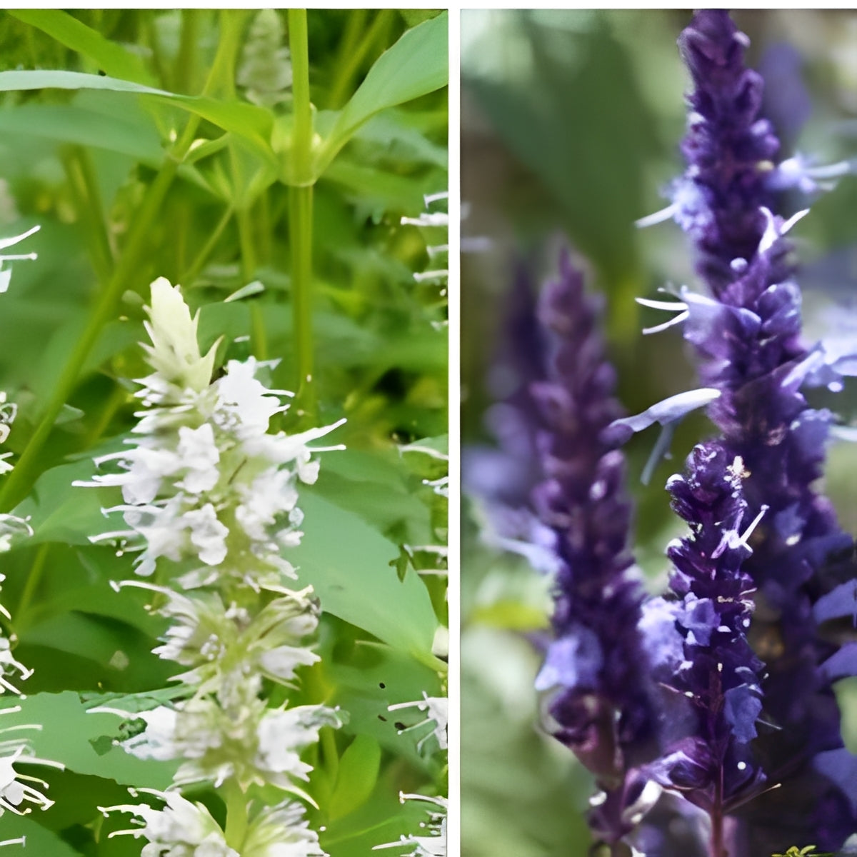 Agastache mexicana (Dropplant) - 'Blue/White Mix'