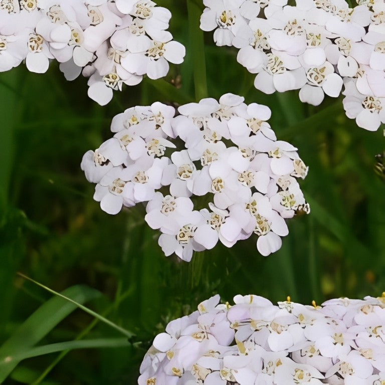 Duizendblad (Achillea millefolium)