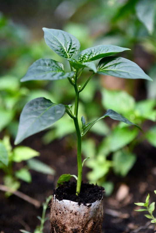Groenteplantenpakket Rode Paprika (Pre-order)