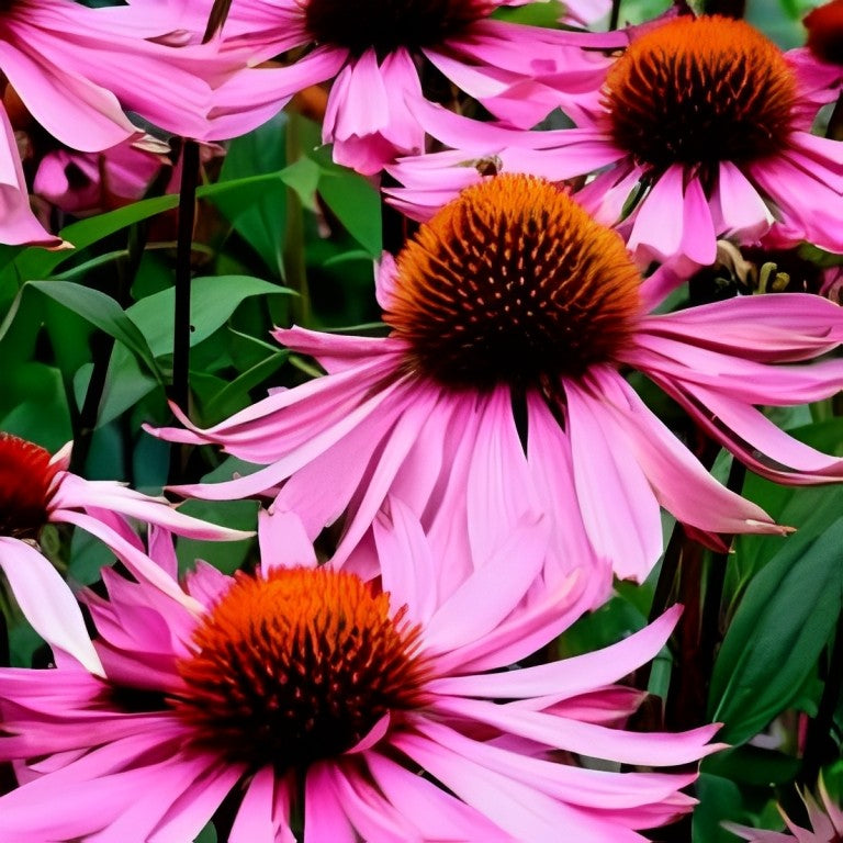 Echinacea purpurea