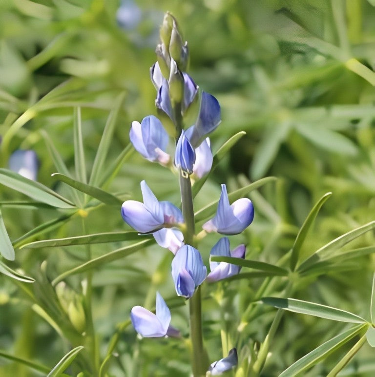 Lupinus angustifolius (Eenjarige lupine)
