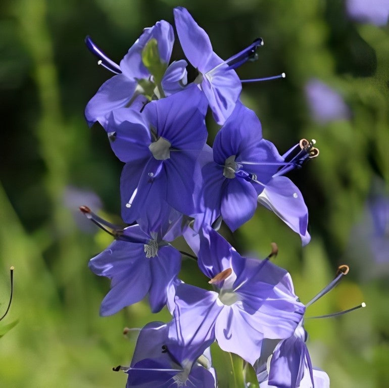 Veronica austriaca-teucrium (Brede Ereprijs)