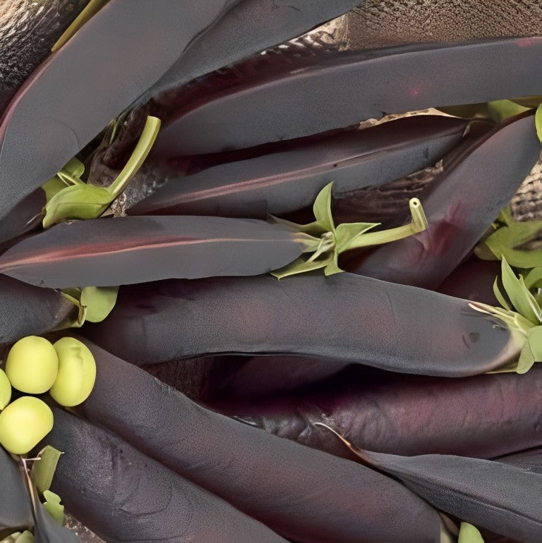 Kapucijner - 'Ezetha Krombek Blauwschokker'