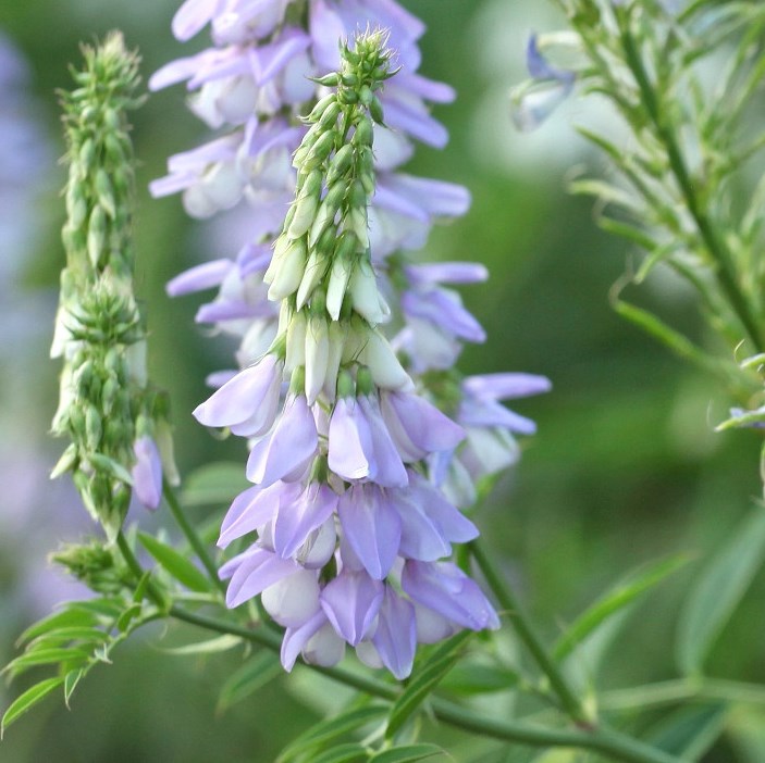 Galega officinalis (Geitenruit)