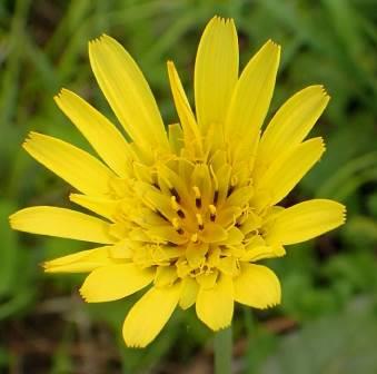 Gele Morgenster (Tragopogon Porrifolius)
