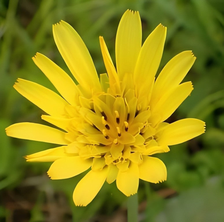 Gele Morgenster (Tragopogon Porrifolius)