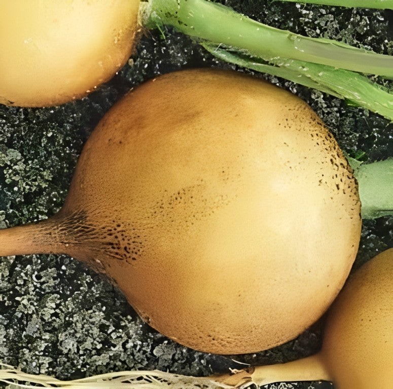 Rapen - 'Golden Ball'