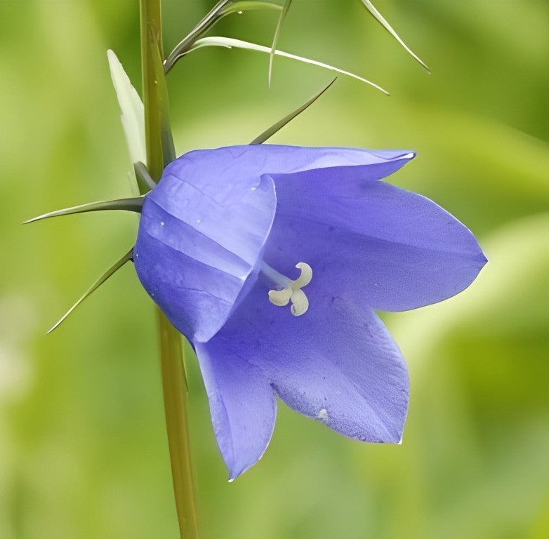 Grasklokje (Campanula rotundifolia)