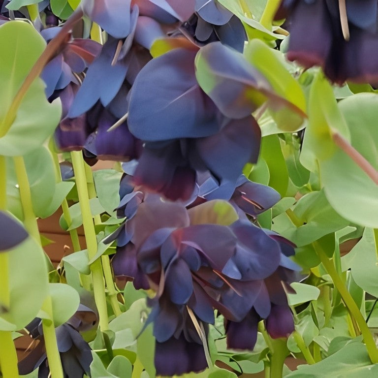 Cerinthe major purpurascens (Grote Wasbloem)