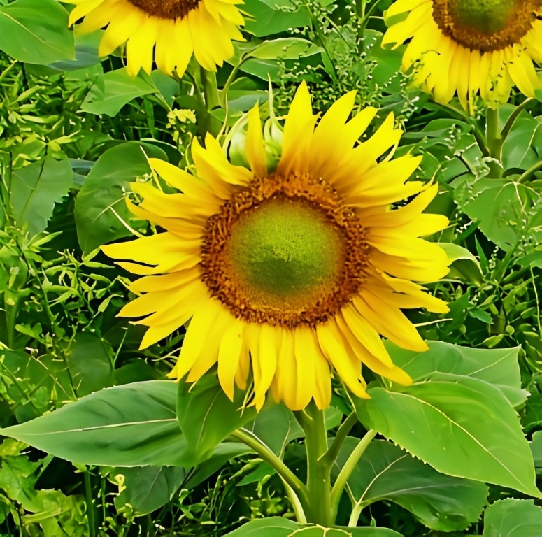 Helianthus annuus (Zonnebloem)