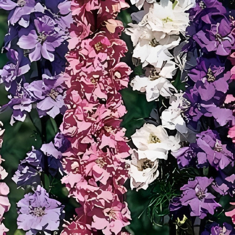 Delphinium consolida - 'Imperial Mix'