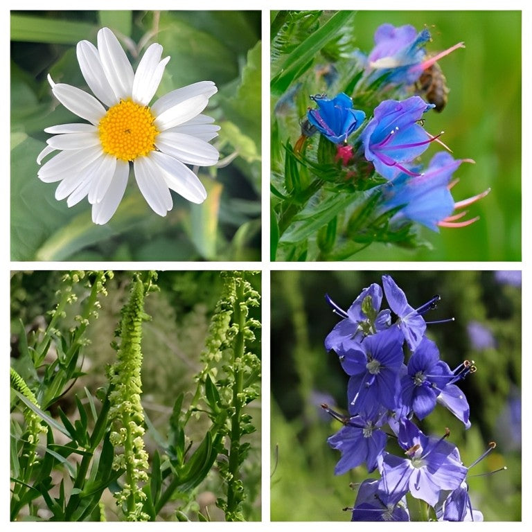 Inheems Borderpakket