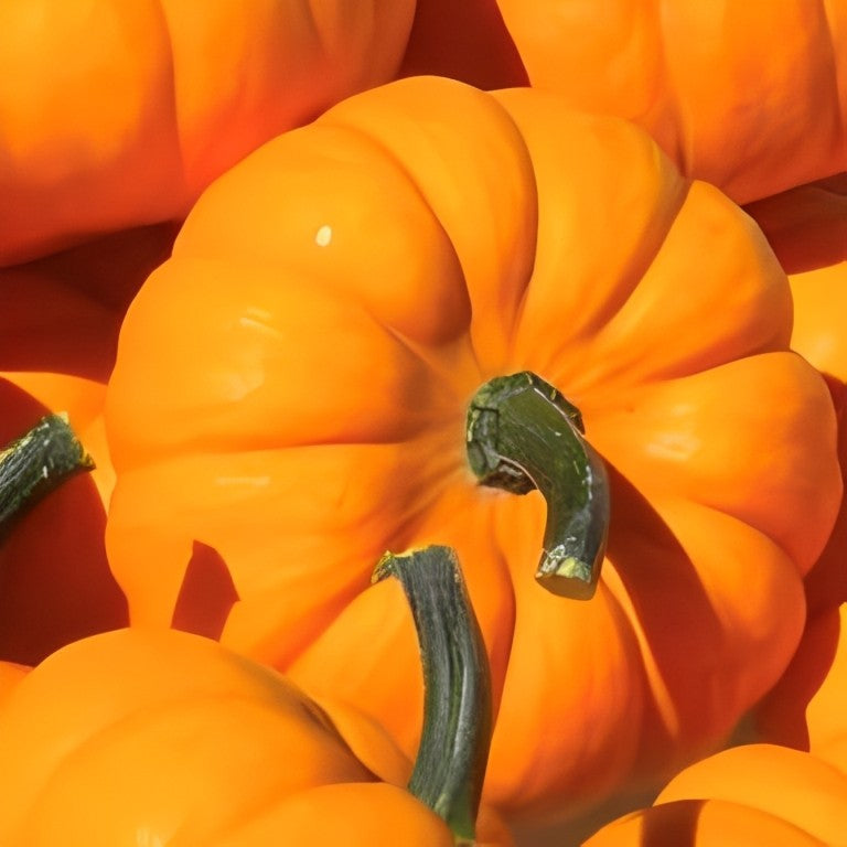 Pompoen - 'Jack be Little'