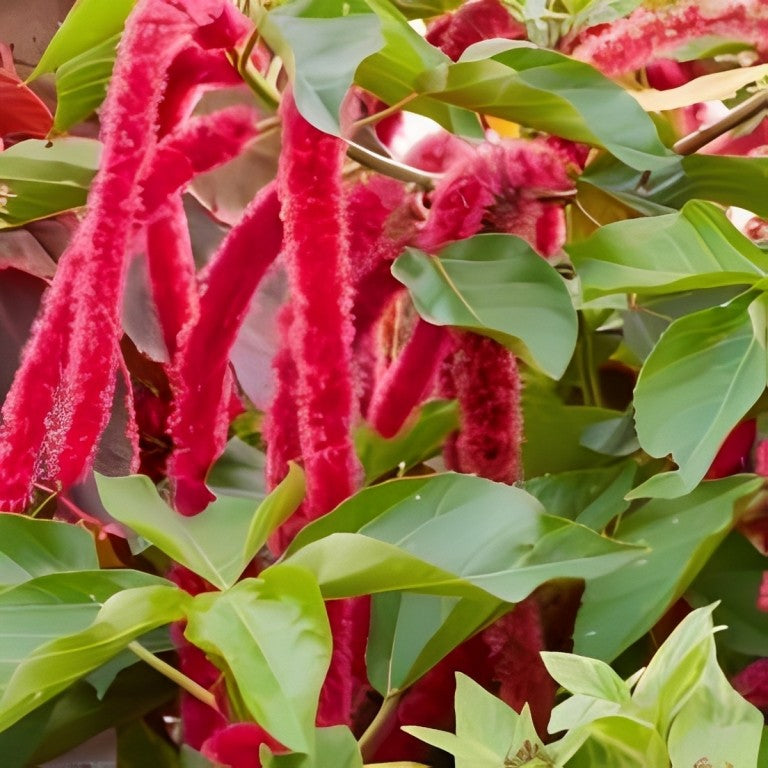 Amaranthus caudatus (Kattenstaartamarant) - 'Red'