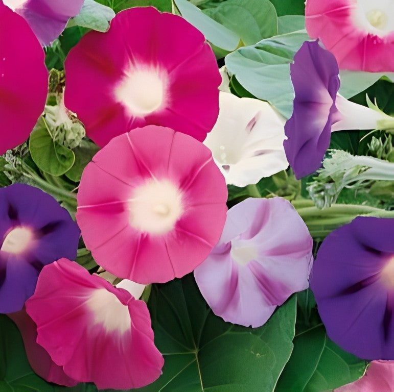 Ipomoea purperea (Klimmende Winde) - 'Fanfare Mix'