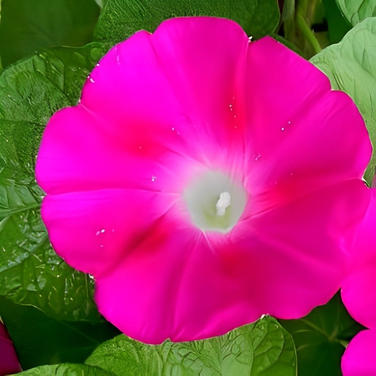 Ipomoea purperea (Klimmende Winde) - Crimson Rambler'