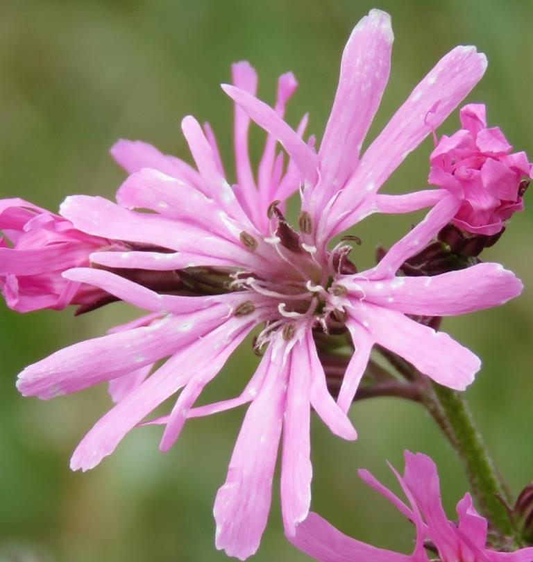 Echte Koekoeksbloem (Silene flos-cuculi)
