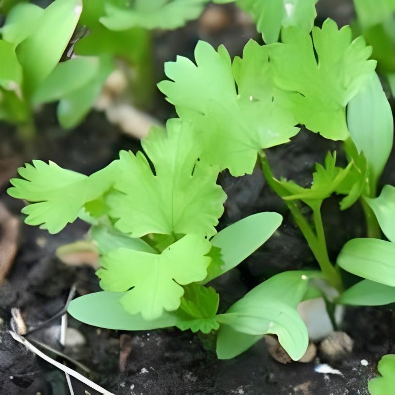 Koriandercresse