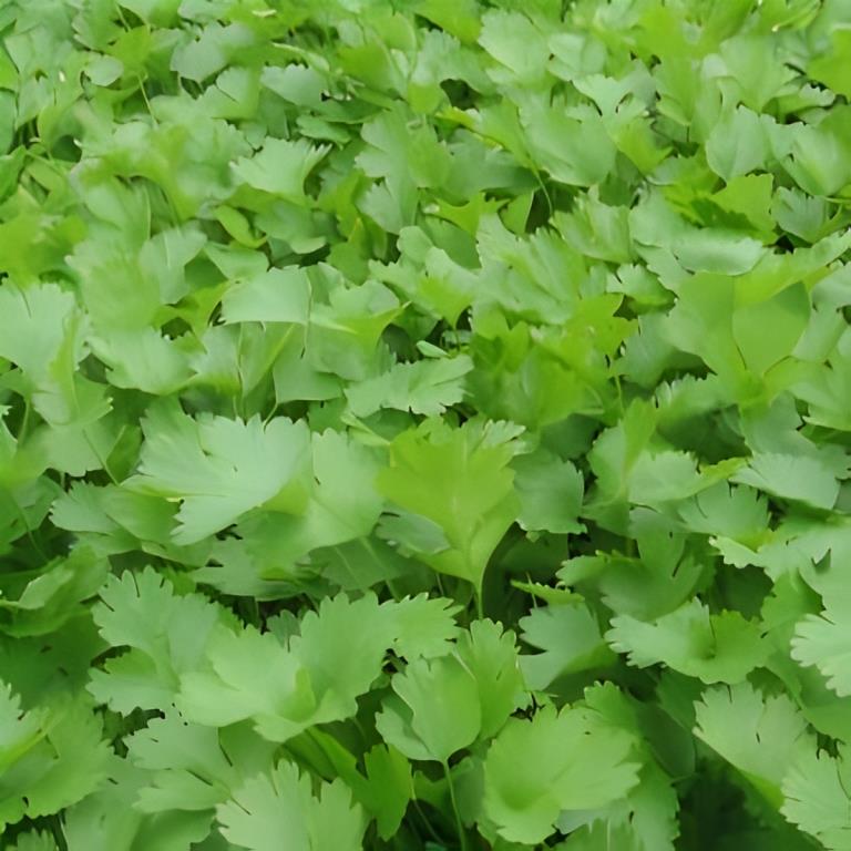 Koriander - 'Gewone'