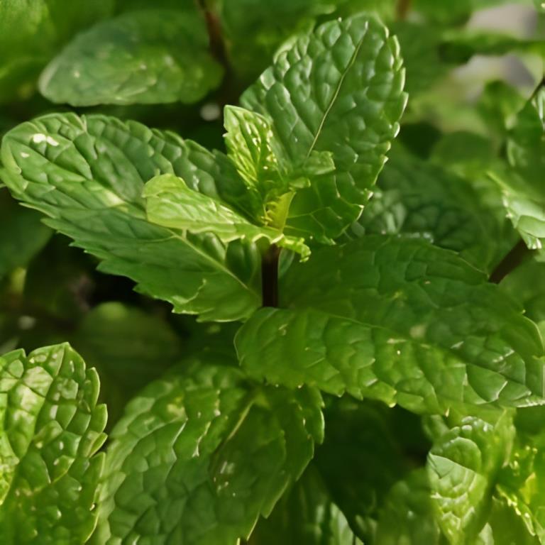 Kruizemunt - 'Crispata'