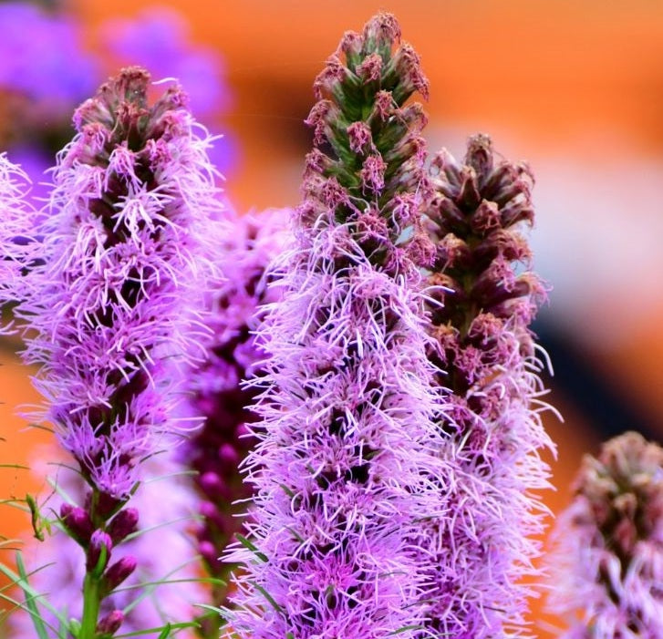 Liatris spicata (Lampenpoetser)