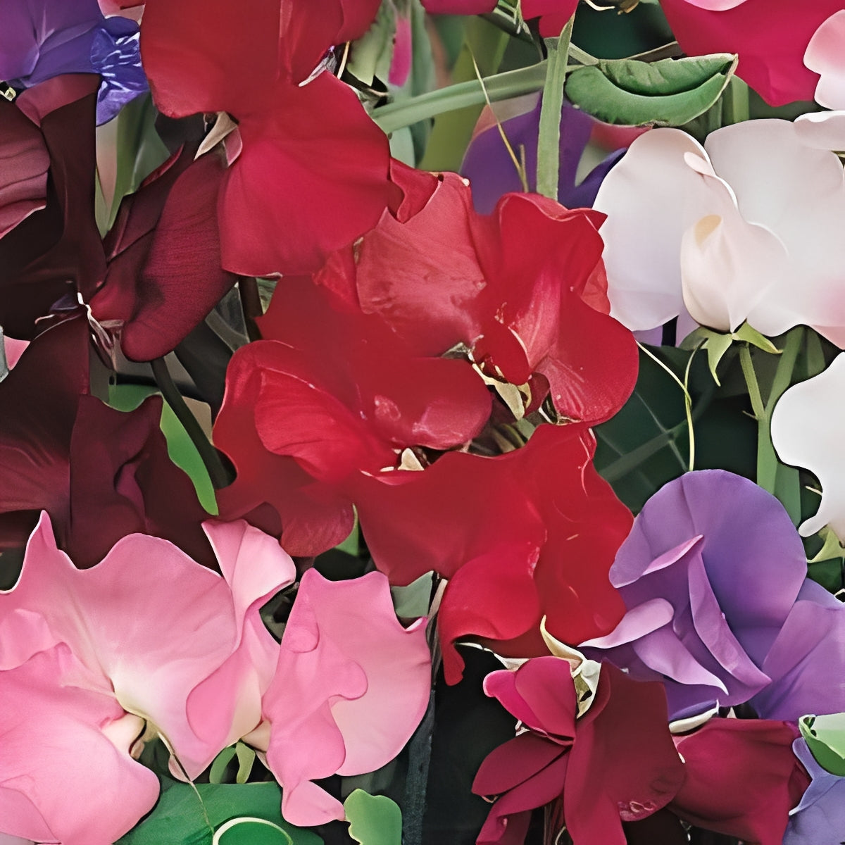 Lathyrus odoratus - 'Mammoth Mix'