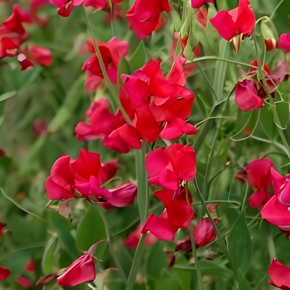 Lathyrus odoratus - 'Cuthbertson Jimmy'