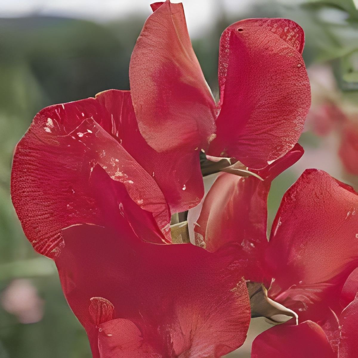 Lathyrus odoratus - 'Spencer Red Ensign'