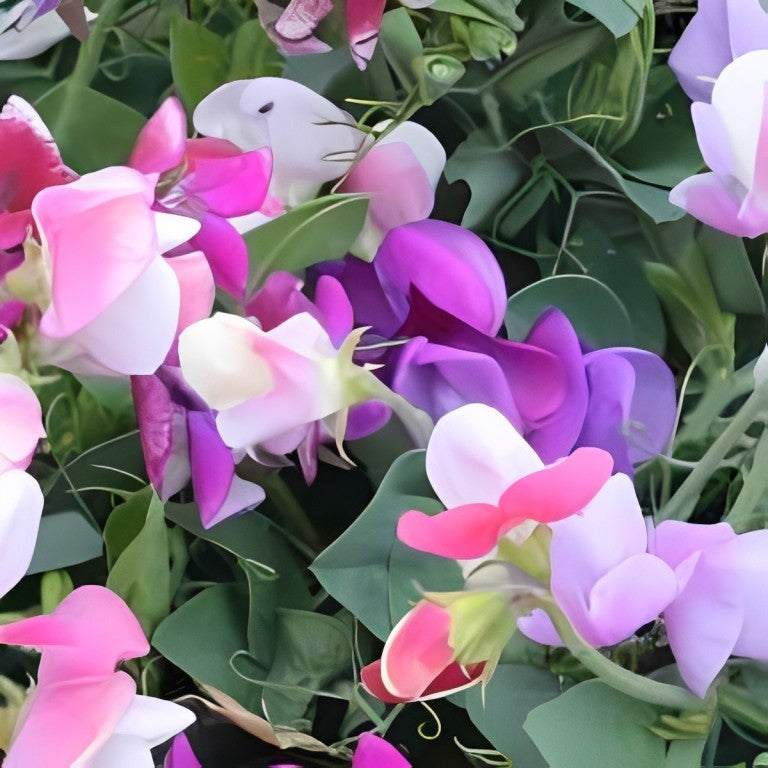 Lathyrus latifolius - 'Mix'