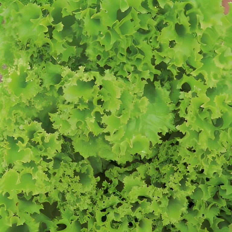 Krulsla - 'Lollo Bionda'