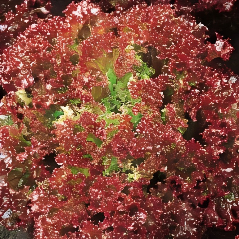 Krulsla - 'Lollo Rossa'