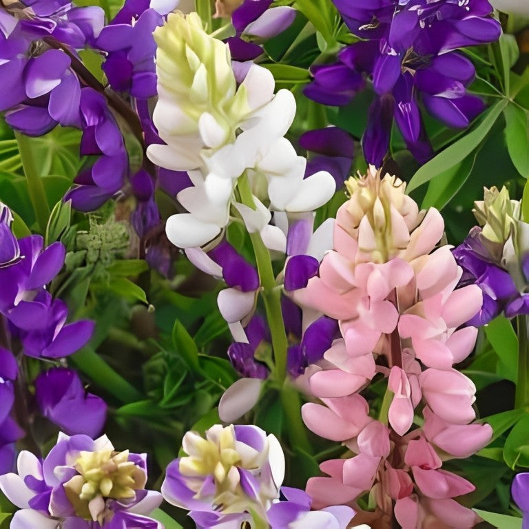 Lupinus - 'Hartwegii Mix'