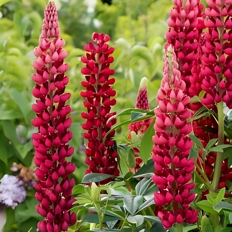 Lupinus polyphyllus - 'My Castle'