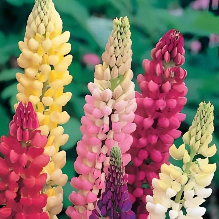Lupinus polyphyllus - 'Russell Mix'